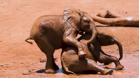 The baby elephants are playing