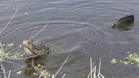 Large alligator growling during breeding season
