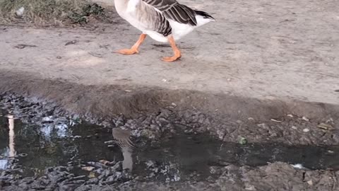 The Grey Goose Video By Kingdom Of Awais