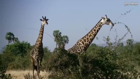 Elephants Rescue Three Cheetahs Baby - Elephant vs Lion vs giraffe, Hippo Resuce Impala From Hyenas