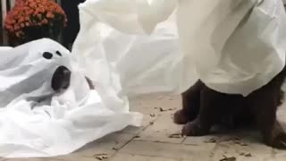 Silly Newfie Can’t Wait To Get Costume Off!