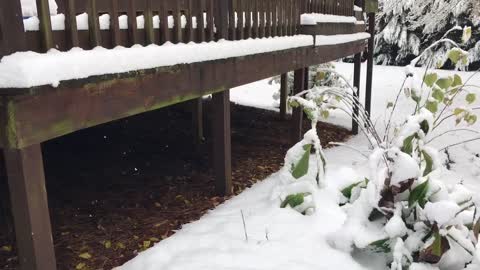 Boxer Dog First Time In Snow Freak out