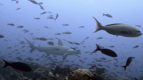 Hammerhead sharks