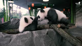 Meet Berlins Cute Panda Twins Pit And Paule