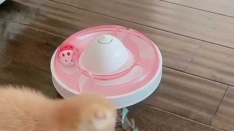 Cute Kitten playing with her toys