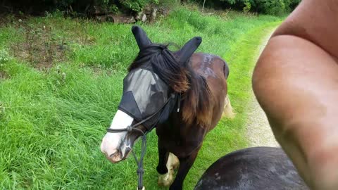 Yearling Shire goes out on trails