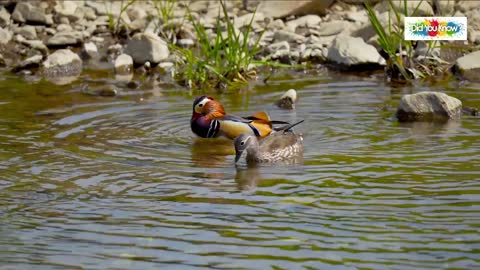 Ducks love waterش