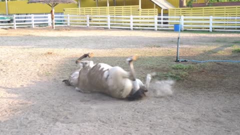 Horse Acting Very normal trying to get up