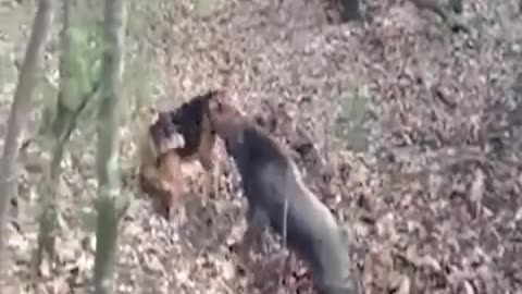 hunting dog vs boars