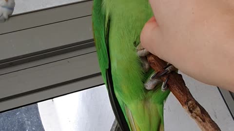 Playful parrot has cutest reaction to owner 'beeping' his nose