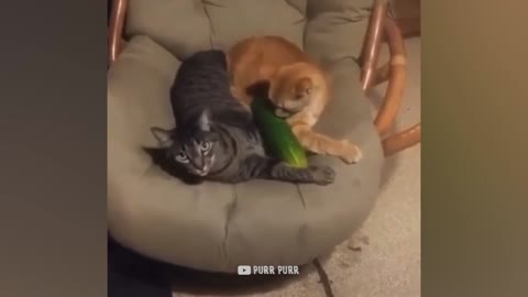 CAT'S Enemy is cucumbers -funny pet reaction 🐈🐱