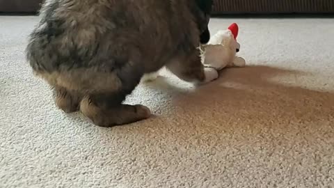 Australian Shepherd Puppy