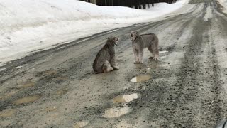 Male Lyxn Courting Female Lynx