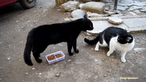 Angry cats fight for food