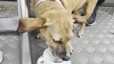 A Dog drink cappuccino