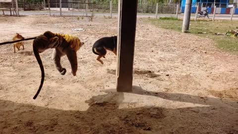 WOW MUST WATCH!!! FAKE TIGER PRANK DOG TO RUN SO FUNNY