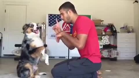 How a dog get trained by owner?