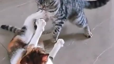 funny cat videos | funny cats fighting #shortsfunny cat videos | funny cats fighting #shorts