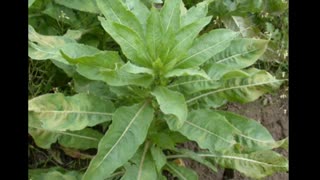 Prímula ( Oenothera biennis ) serve para TPM, dores nos seios e para pele