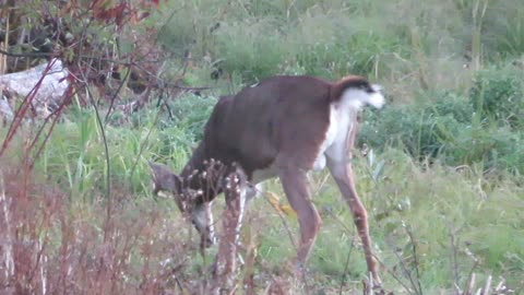 Buck Marking His Territory