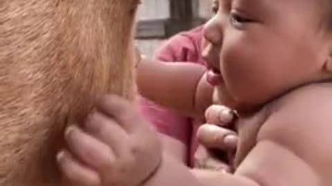 Exhilarated baby gets so excited to meet a horse #CutenessOverload
