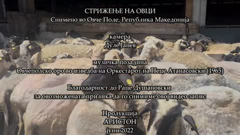 Sheep shearing at Sveti Nikole, Ovche Pole, Macedonia 2022 | 4K video