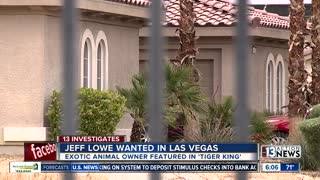 Tiger man's trouble in Las Vegas