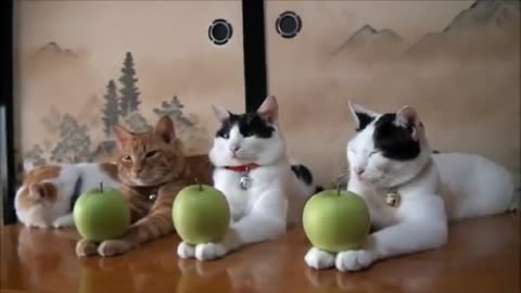 The Most Well Trained Cats Ever ?