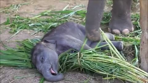 Scared baby elephant ! TRY NOT TO LAUGH