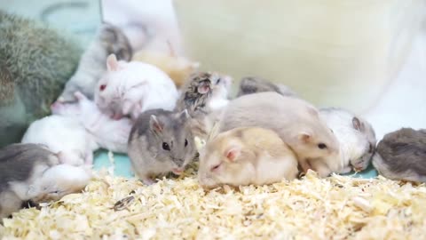 Video of Hamsters playing and eating together