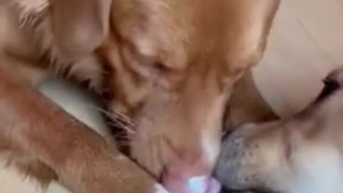Let me clean your nose nose - Funny Dog