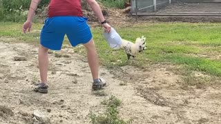 Brother and Angry Rooster Face Off