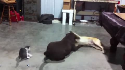 Funny Games between Dogs and Cat