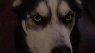 Husky steals entire stick of butter, asks if he can eat it