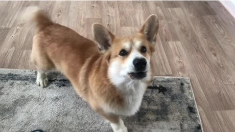 Corgi reaction on coughing