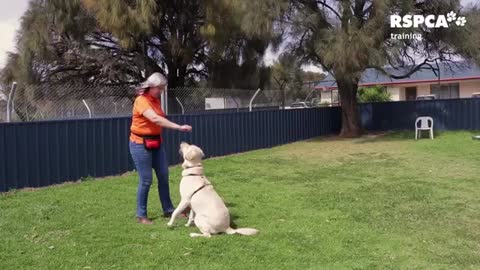 Guard Dog training funny