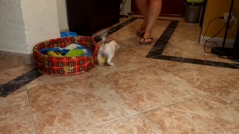 my puppy ​​plays with his ball