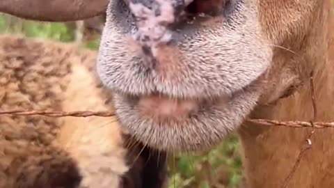 This adorable animal almost kisses the camera!