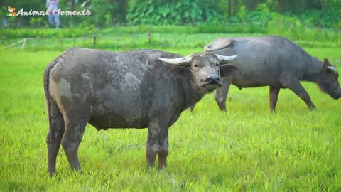 Familiar Animal Sounds: Cow, Dog, Cat, Parrot, Goat - Listen and Learn