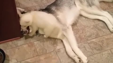 Very Tolerant Husky Puts Up With New Puppy Addition