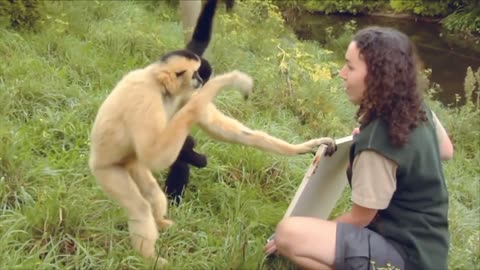 Cute Gibbons Playing & Climbing