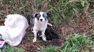 Heroes Save Dog With Her Puppies Abandoned At Side Of The Road