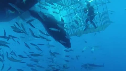 Great white shark in cage