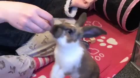 Bunny walks like a human!