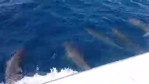 Beautiful Dolphins !