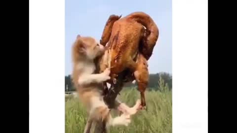 Cute kitten eating roast chicken for the first time