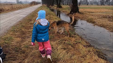 My dog ​​collects firewood with my son