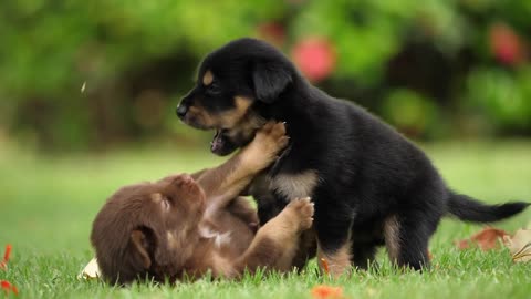 CUTE puppies playing in the Lawn!