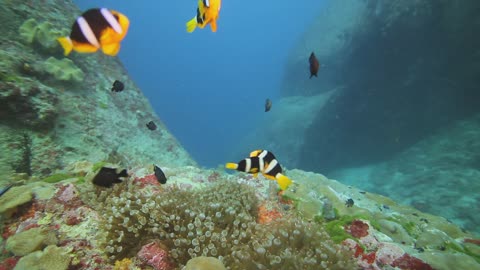 Amazing undersea coral reefs and colourful fishes