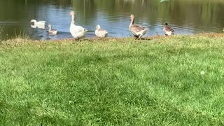 Gaggle of geese headed for a dip in the pond.